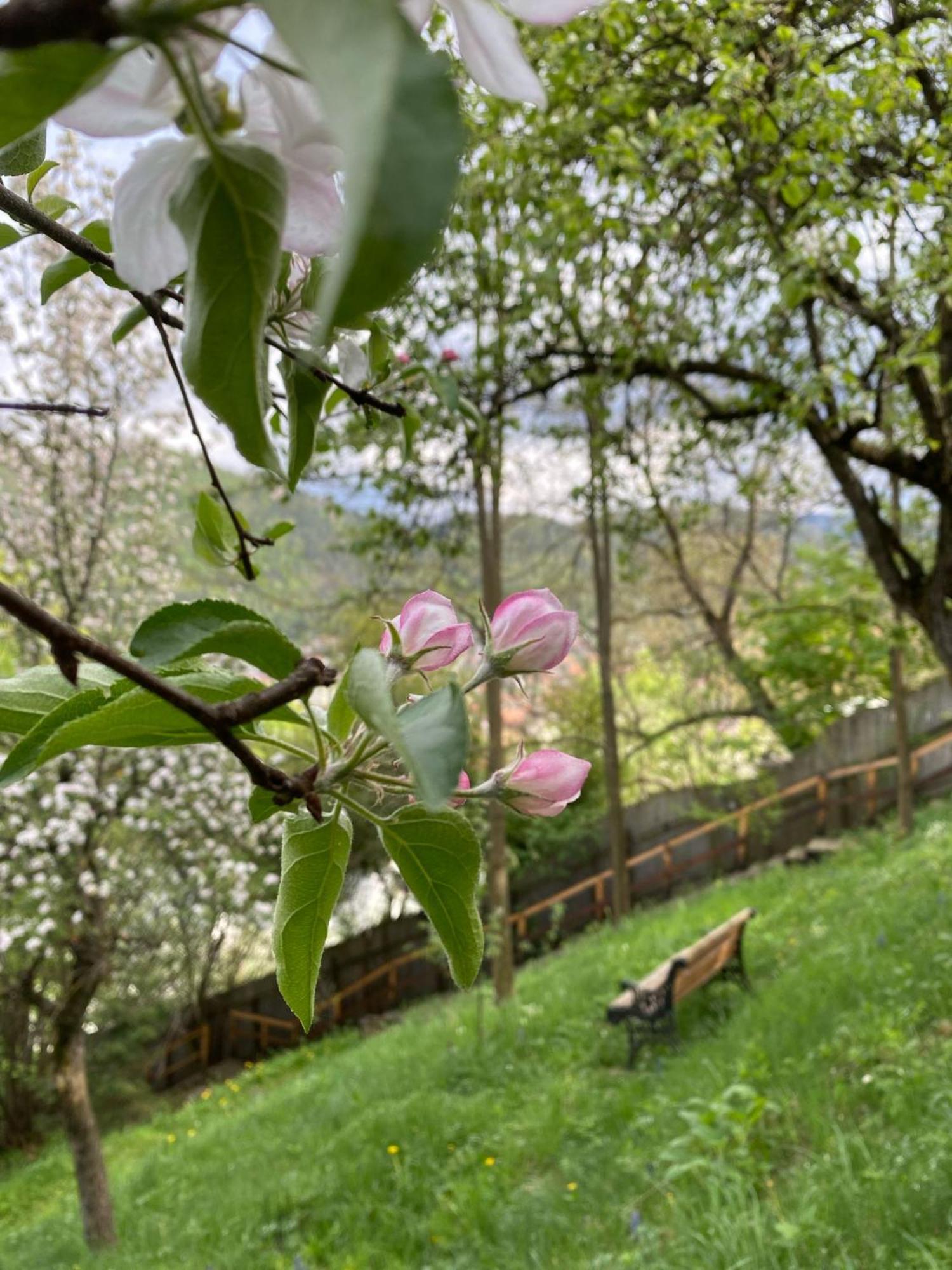 Skay Loft Bed & Breakfast Brasov Bagian luar foto